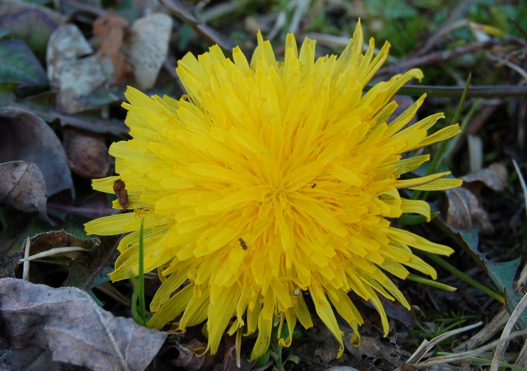 Accenno di primavera.